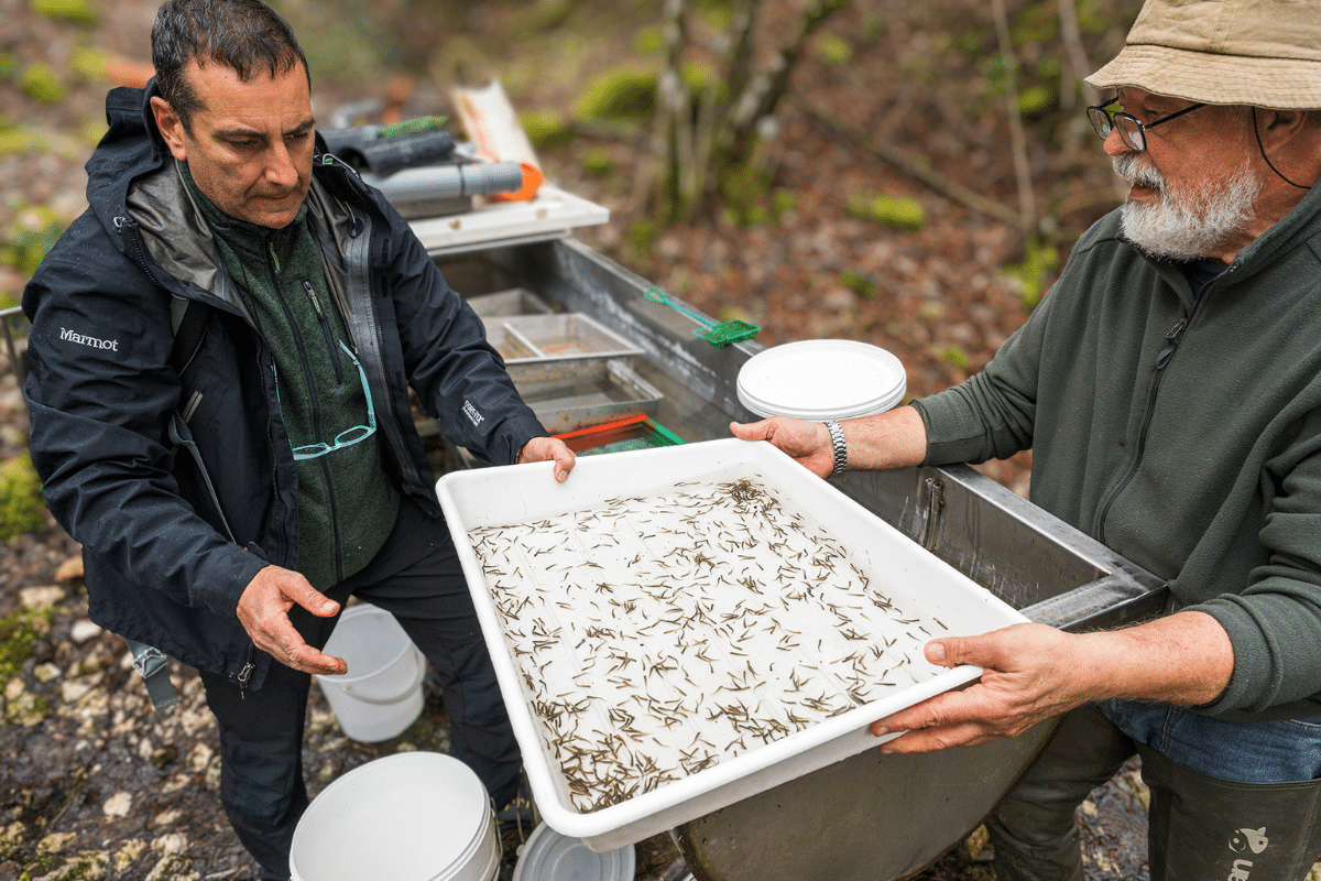 Over 1,000 young Mediterranean Trout are about to be released into Italian rivers as part of nature recovery efforts. 